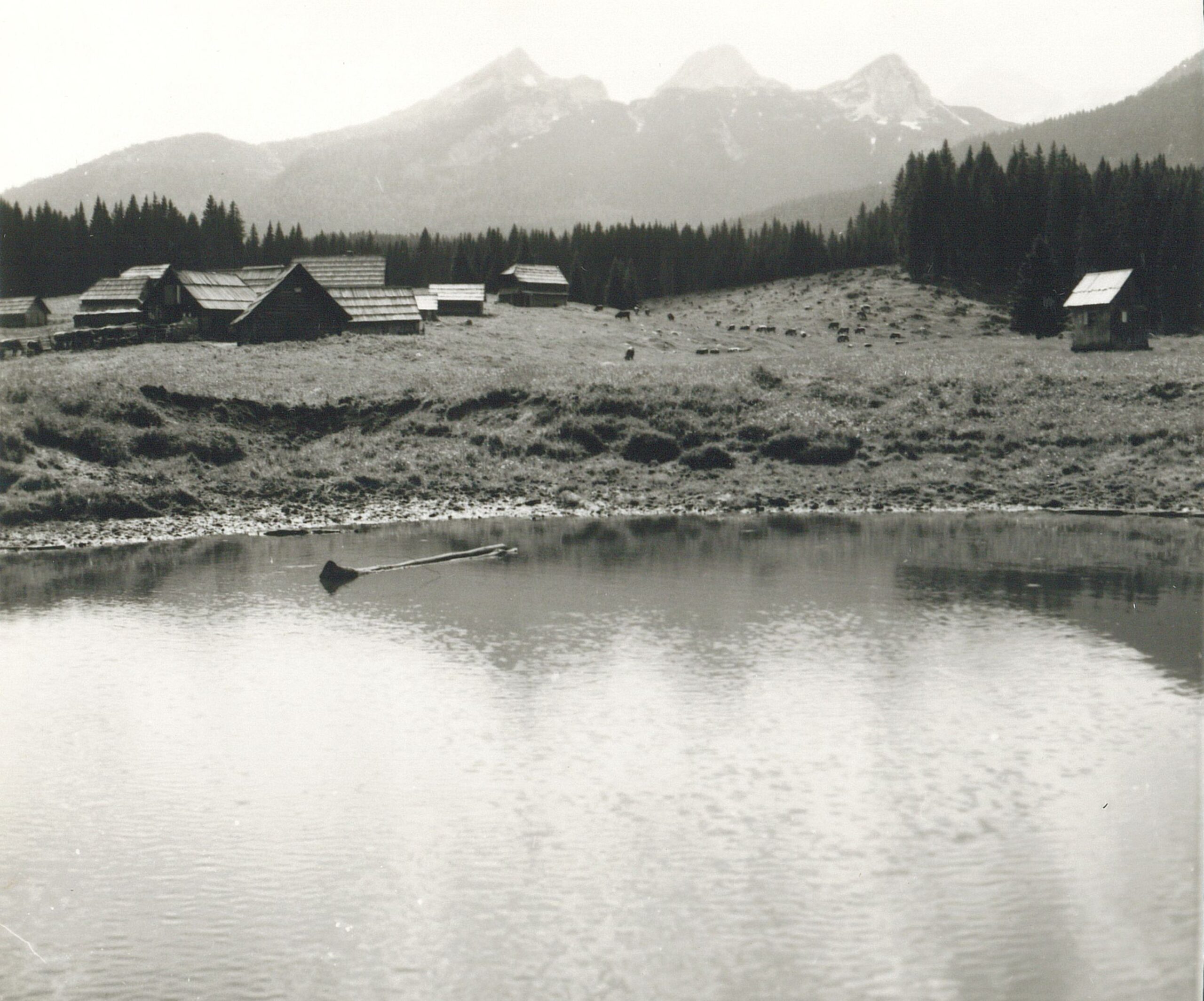 Planina Zajavornik_50. leta 20. stoletja