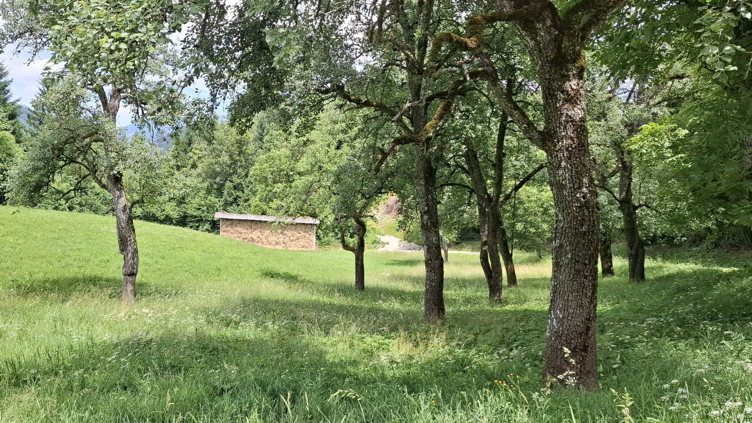 Gorje